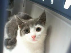 Shelter Stray Female Cat last seen CHARLOTTE, 8315 Byrum Dr, Charlotte, NC 28217, USA