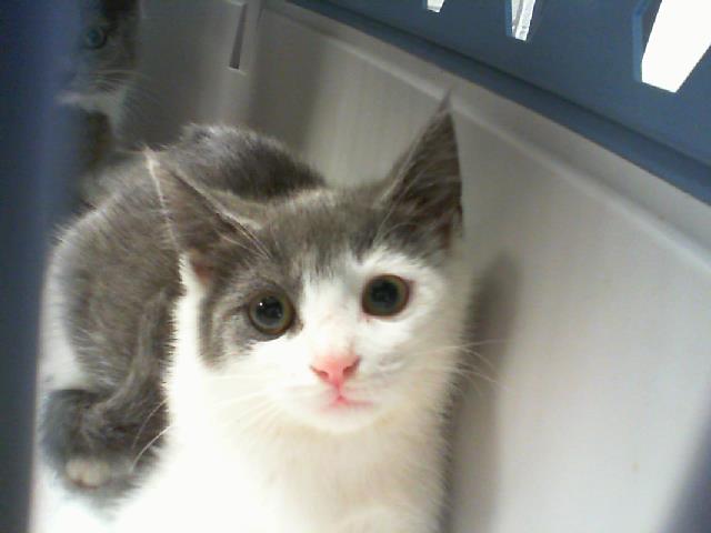 Shelter Stray Female Cat last seen CHARLOTTE, 8315 Byrum Dr, Charlotte, NC 28217, USA
