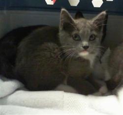 Shelter Stray Male Cat last seen CHARLOTTE, 8315 Byrum Dr, Charlotte, NC 28217, USA