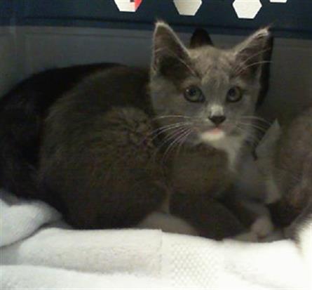 Shelter Stray Male Cat last seen CHARLOTTE, 8315 Byrum Dr, Charlotte, NC 28217, USA