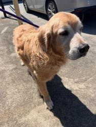 Shelter Stray Male Dog last seen CHARLOTTE, 8315 Byrum Dr, Charlotte, NC 28217, USA