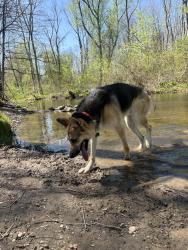 Lost Male Dog last seen Tyler Walk , Newtown, PA 18940