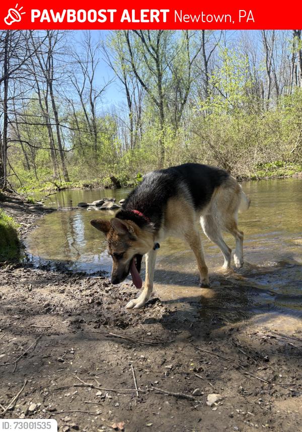 Lost Male Dog last seen Tyler Walk , Newtown, PA 18940