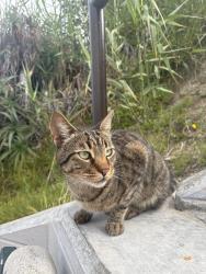 Found/Stray Unknown Cat last seen At the beach! Came out as we walked down the stairs, Laguna Beach, CA 92651