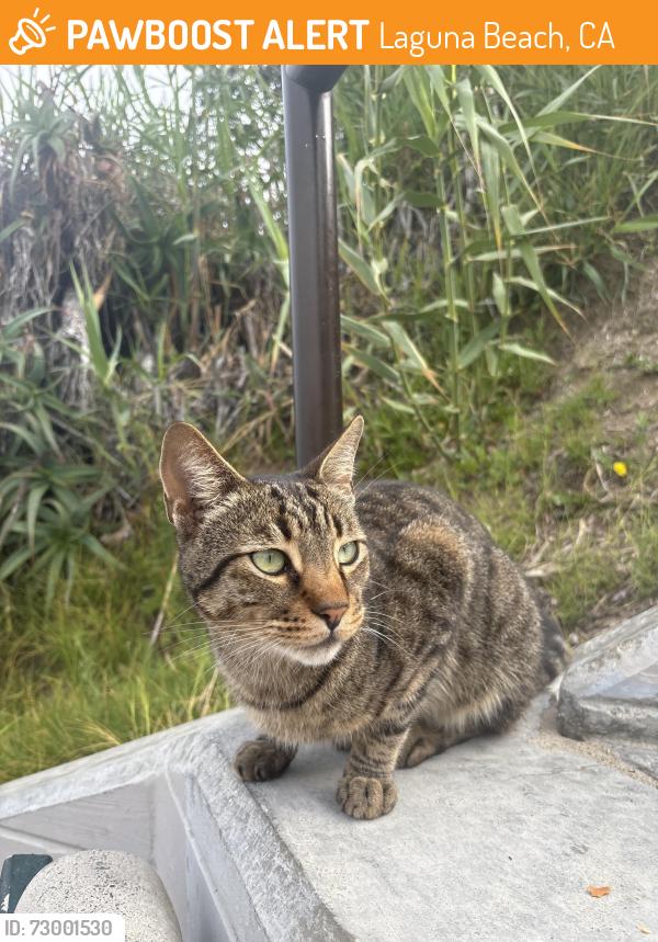 Found/Stray Unknown Cat last seen At the beach! Came out as we walked down the stairs, Laguna Beach, CA 92651