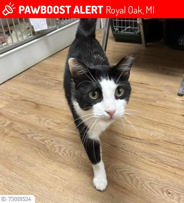 Lost Male Cat last seen 12 mile and Main St, Royal Oak, MI 48073