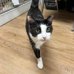 Lost Male Cat last seen 12 mile and Main St, Royal Oak, MI 48073