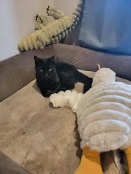 Reunited Female Cat last seen NW Brookhaven Ave and N Macedo, Port St. Lucie, FL 34983