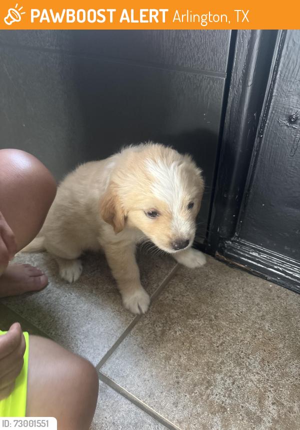 Found/Stray Male Dog last seen Near caplin dr , Arlington, TX 76018