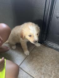 Found/Stray Male Dog last seen Near caplin dr , Arlington, TX 76018