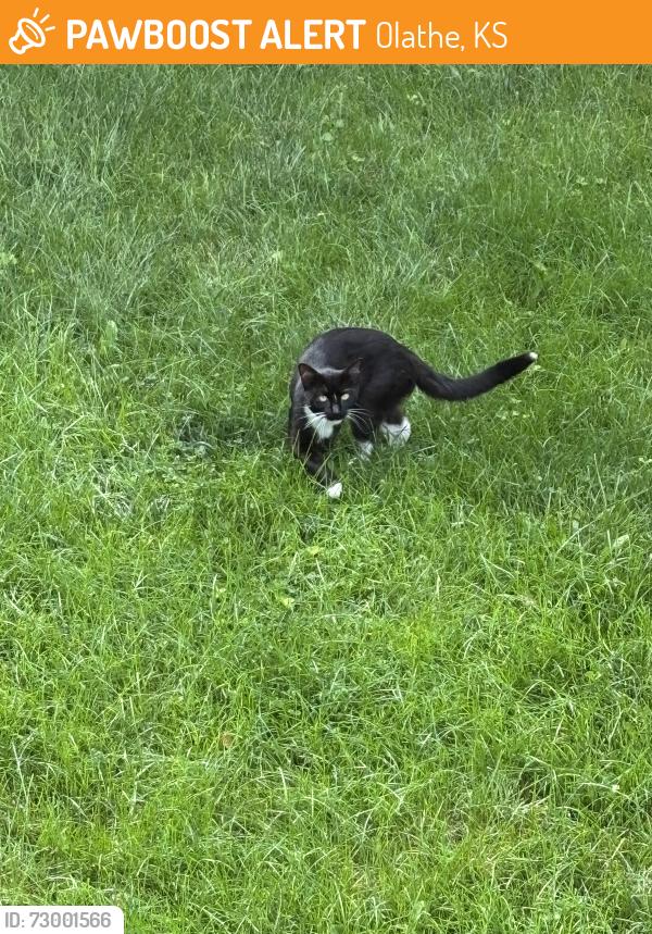 Found/Stray Unknown Cat last seen 156th and S. Apache Street, Olathe, Olathe, KS 66062