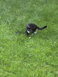 Found/Stray Unknown Cat last seen 156th and S. Apache Street, Olathe, Olathe, KS 66062