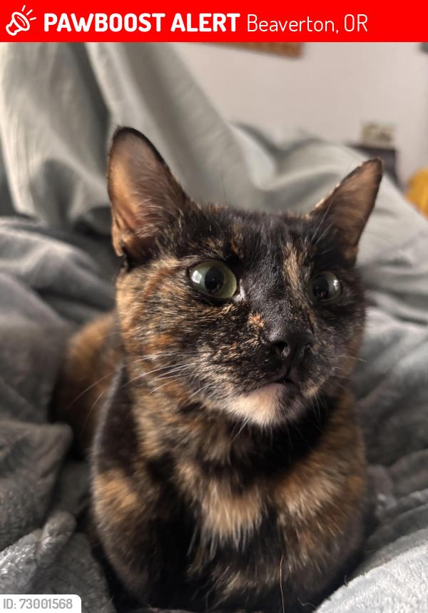 Lost Female Cat last seen SW 172nd terrace and Sullivan , Beaverton, OR 97007