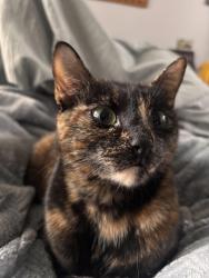 Lost Female Cat last seen SW 172nd terrace and Sullivan , Beaverton, OR 97007