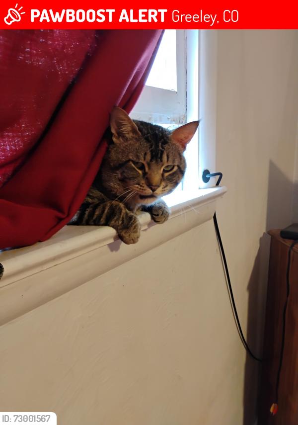 Lost Male Cat last seen 16th st and 6th ave, Greeley, CO 80631