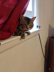 Lost Male Cat last seen 16th st and 6th ave, Greeley, CO 80631