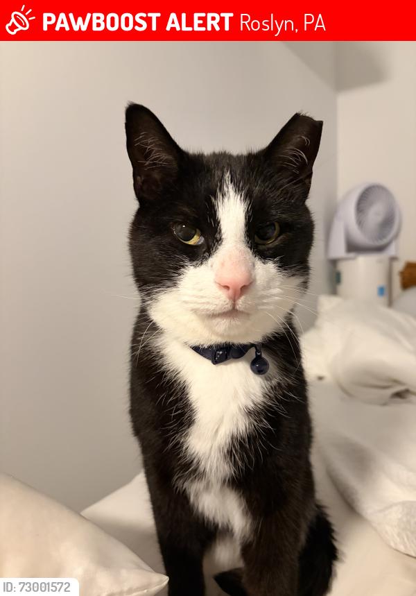Lost Male Cat last seen Bishop and Raymond, Roslyn, PA 19001