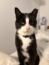 Lost Male Cat last seen Bishop and Raymond, Roslyn, PA 19001