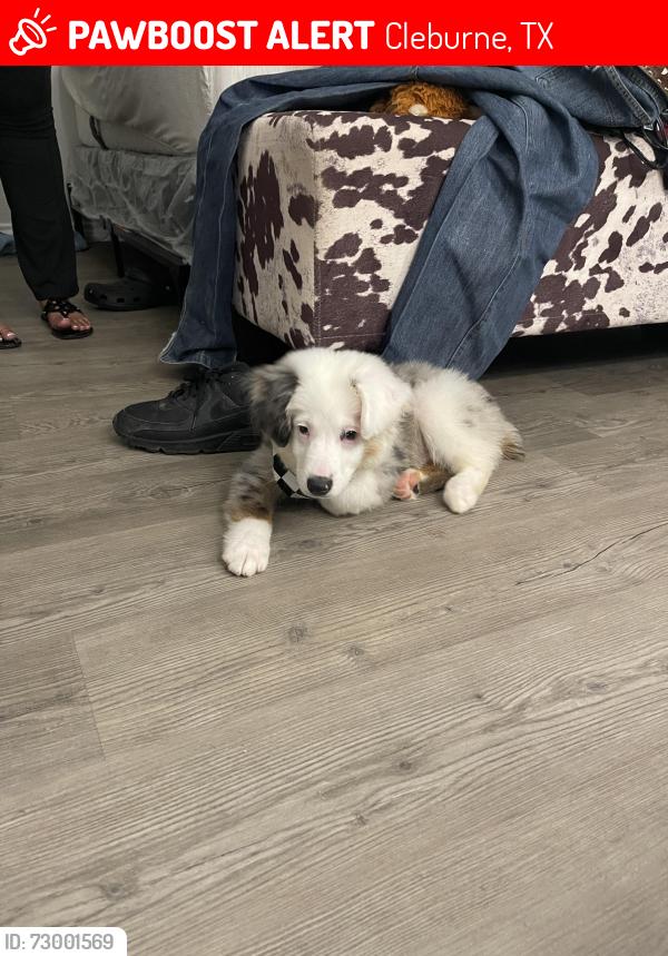 Lost Male Dog last seen Near , Cleburne, TX 76033