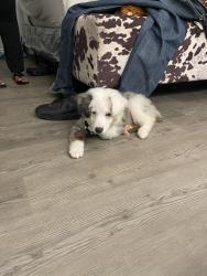 Lost Male Dog last seen Near , Cleburne, TX 76033