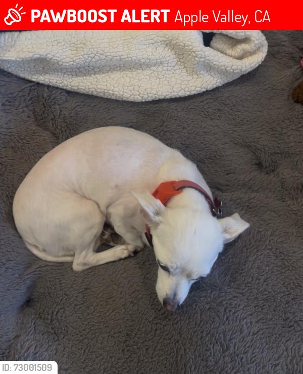 Lost Female Dog last seen Nisqually , Apple Valley, CA 92308