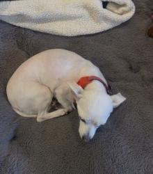 Lost Female Dog last seen Nisqually , Apple Valley, CA 92308