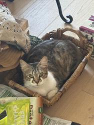 Lost Female Cat last seen Nutmeg, Escondido, CA 92026