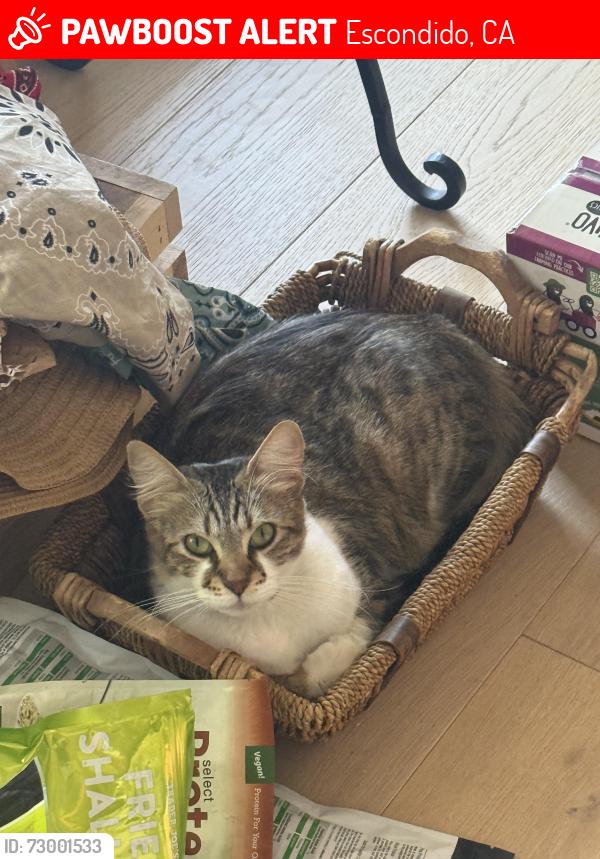 Lost Female Cat last seen Nutmeg, Escondido, CA 92026