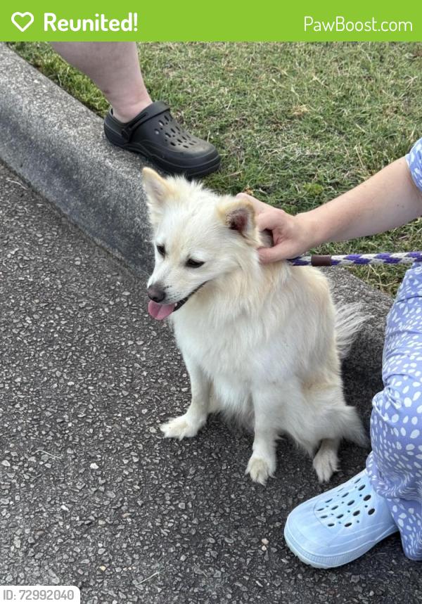 Reunited Male Dog last seen Century park Ave Kernersville NC, Kernersville, NC 27284