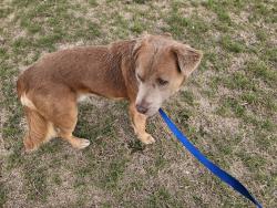 Lost Male Dog last seen Fowler Road & Hermosa, Atascosa, TX 78002