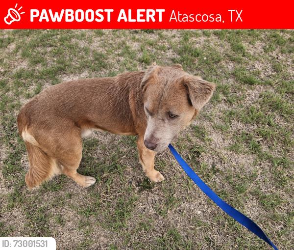 Lost Male Dog last seen Fowler Road & Hermosa, Atascosa, TX 78002
