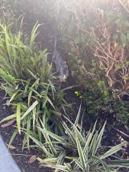 Found/Stray Unknown Cat last seen Rancho barvado and citracado, Carlsbad, CA 92009