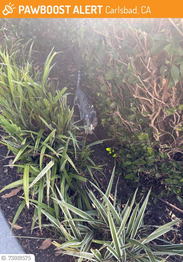 Found/Stray Unknown Cat last seen Rancho barvado and citracado, Carlsbad, CA 92009
