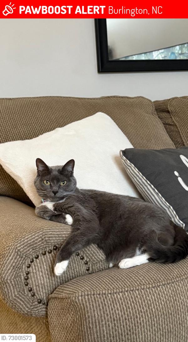 Lost Female Cat last seen Blue Moon Trail, Burlington, NC 27217