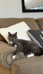 Lost Female Cat last seen Blue Moon Trail, Burlington, NC 27217