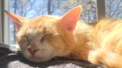 Lost Female Cat last seen Watkins Lake Rd, Waterford Township, MI 48328