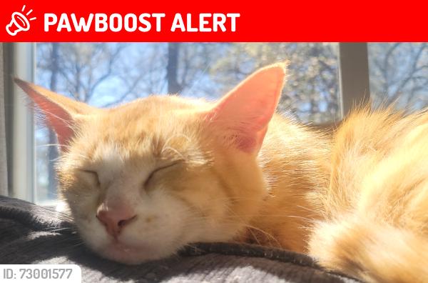 Lost Female Cat last seen Watkins Lake Rd, Waterford Township, MI 48328