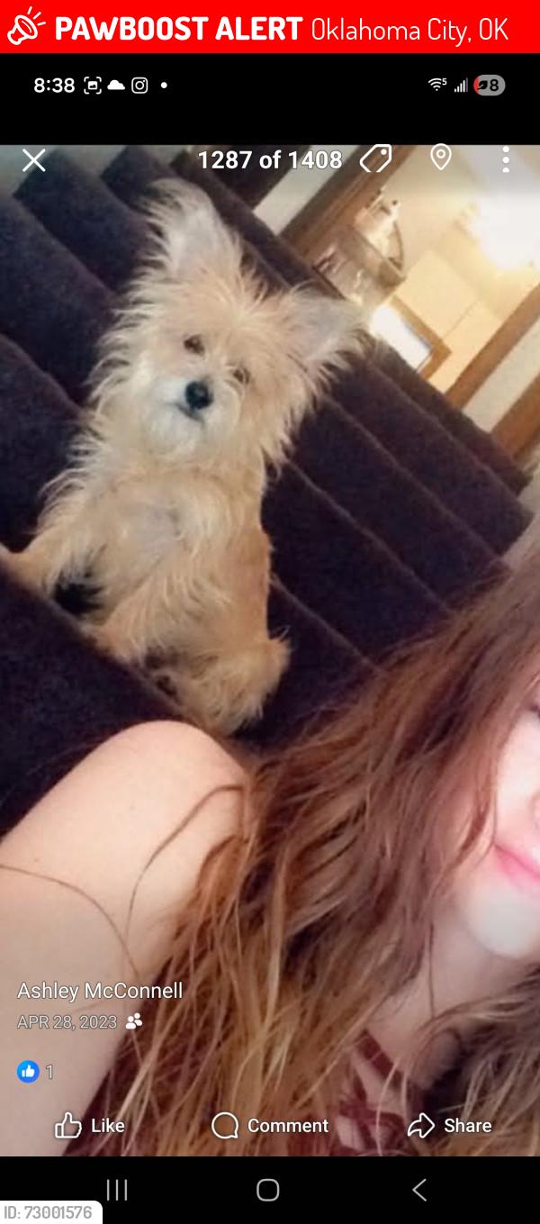 Lost Male Dog last seen Hefner and rockwell, Oklahoma City, OK 73162