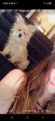 Lost Male Dog last seen Hefner and rockwell, Oklahoma City, OK 73162