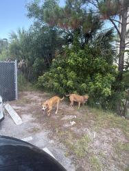Found/Stray Unknown Dog last seen Mel’s Way Bistro, Greenacres, FL 33467