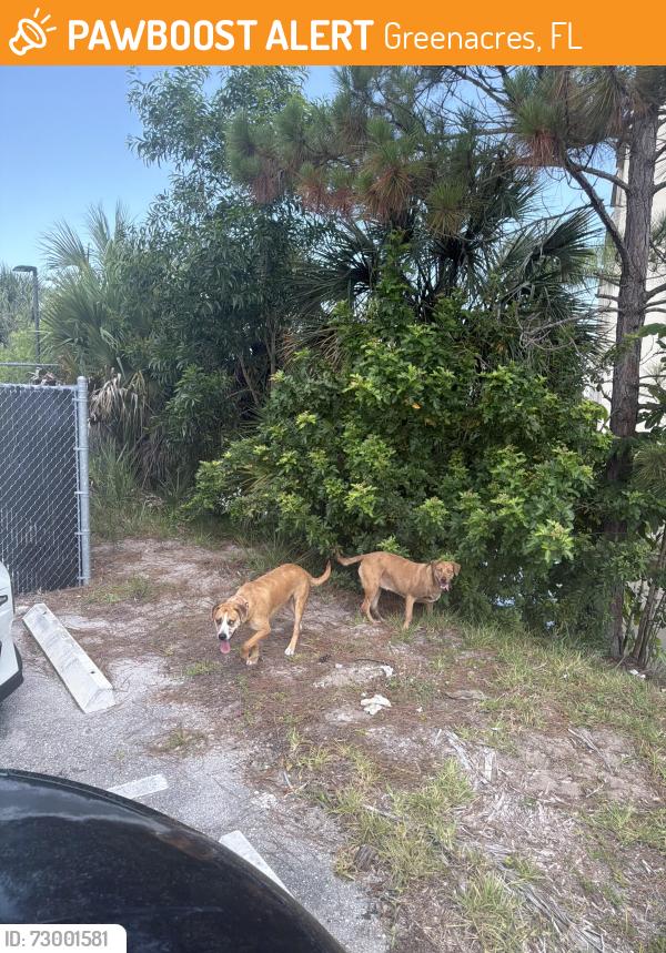 Found/Stray Unknown Dog last seen Mel’s Way Bistro, Greenacres, FL 33467