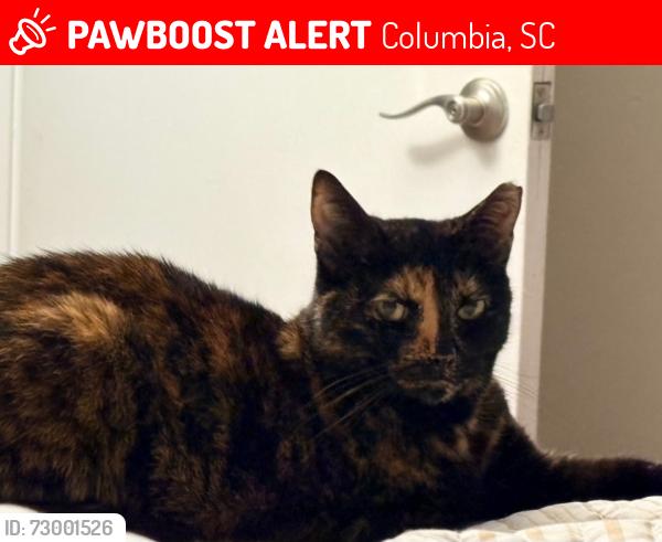 Lost Female Cat last seen Windsor Shores apmt on Trenholm near Dentsville. , Columbia, SC 29223