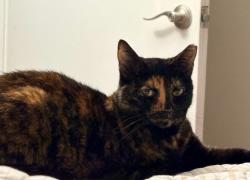 Lost Female Cat last seen Windsor Shores apmt on Trenholm near Dentsville. , Columbia, SC 29223