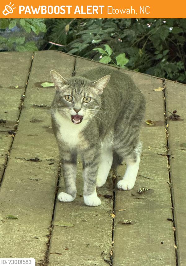 Found/Stray Unknown Cat last seen River road, H.S. Dalton, Etowah, NC 28739