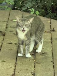 Found/Stray Unknown Cat last seen River road, H.S. Dalton, Etowah, NC 28739