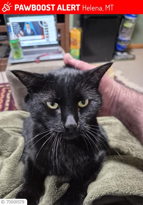 Lost Male Cat last seen Near knight Street , Helena, MT 59601