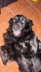 Reunited Male Dog last seen Marback rd , San Antonio, TX 78245
