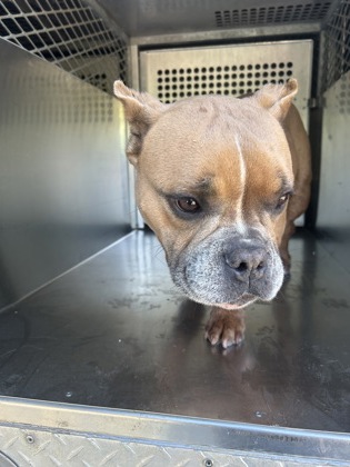 Shelter Stray Female Dog last seen Near ESCALANTE AVE, East District, TX, 355 Hillshire Dr, Haslet, TX 76052, USA