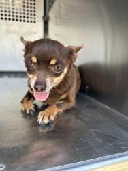 Shelter Stray Female Dog last seen Near E POWELL AVE, Central District, TX, 355 Hillshire Dr, Haslet, TX 76052, USA