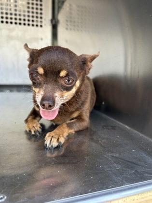 Shelter Stray Female Dog last seen Near E POWELL AVE, Central District, TX, 355 Hillshire Dr, Haslet, TX 76052, USA